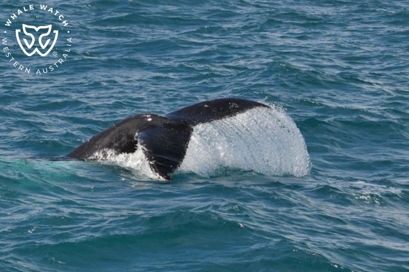 Whale Watch Western Australia