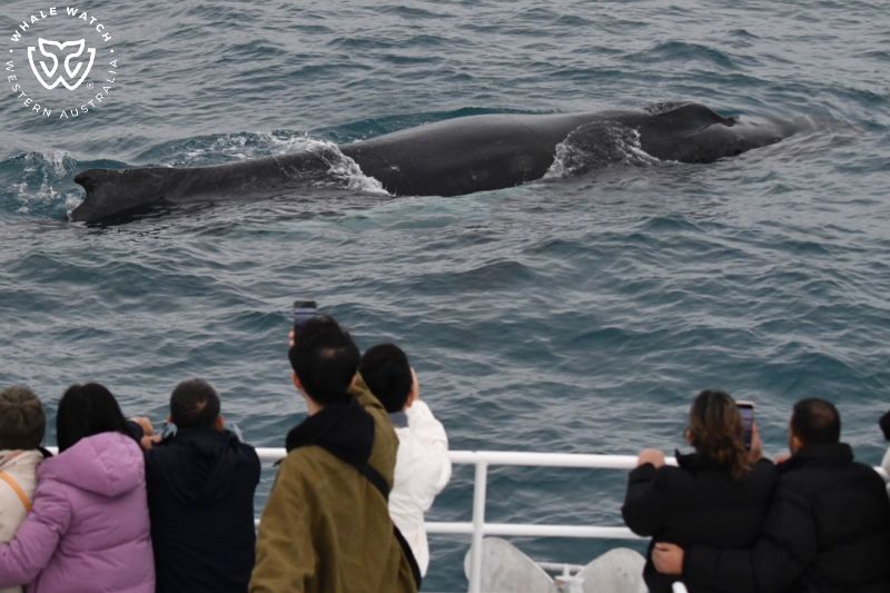 Whale Watch Western Australia