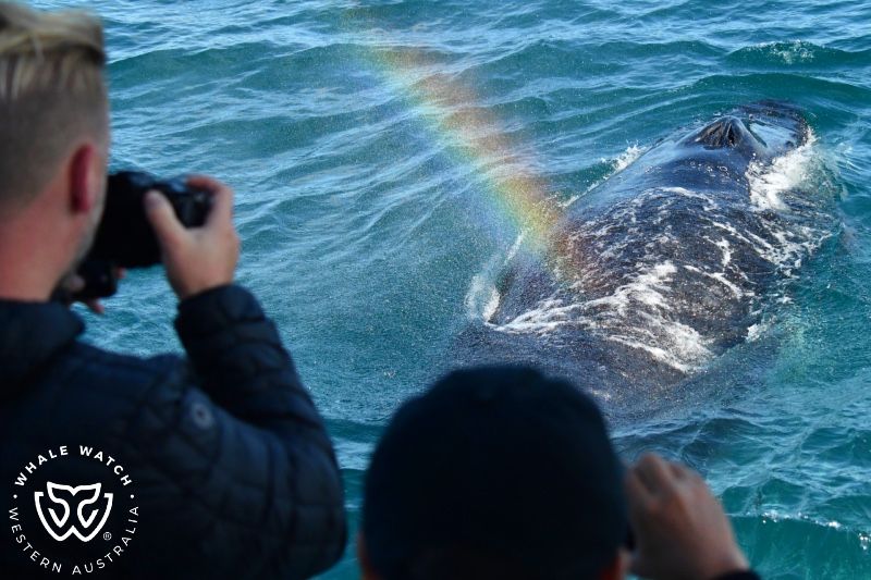 Whale Watch Western Australia