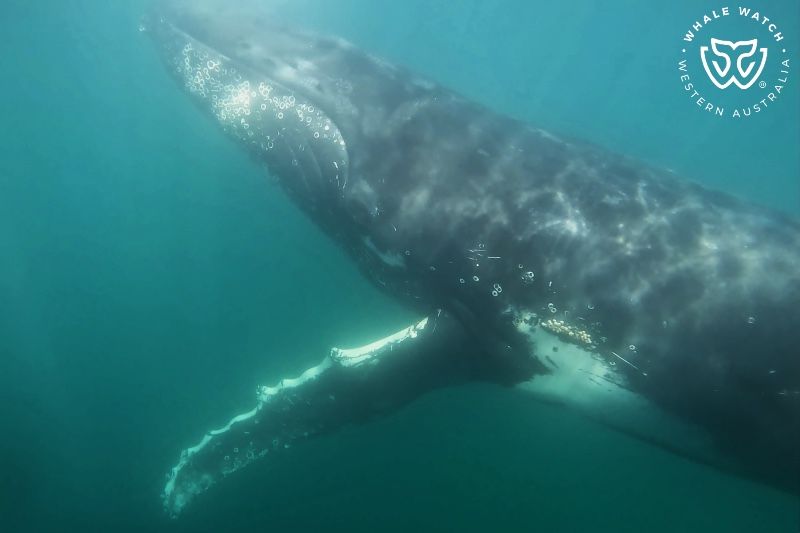 Whale Watch Western Australia