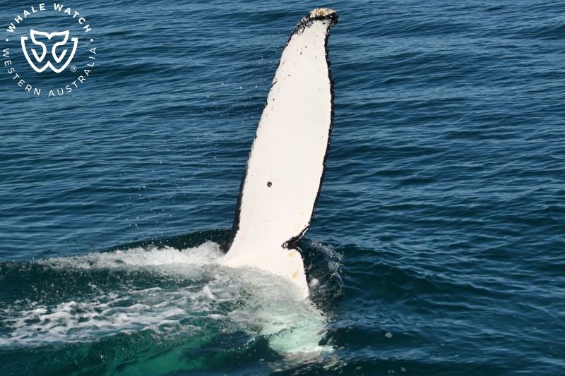 Whale Watch Western Australia