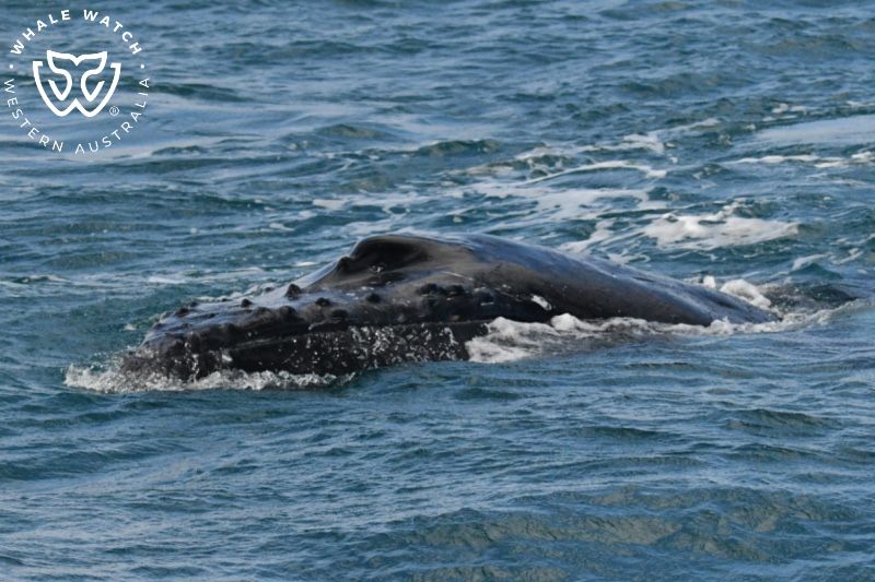 Whale Watch Western Australia