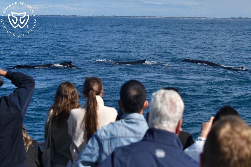 Whale Watch Western Australia