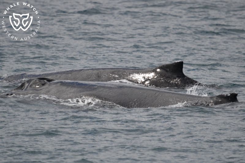 Whale Watch Western Australia