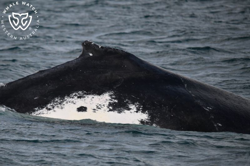 Whale Watch Western Australia