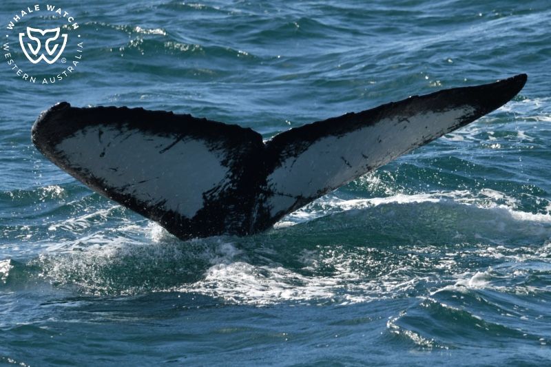Whale Watch Western Australia