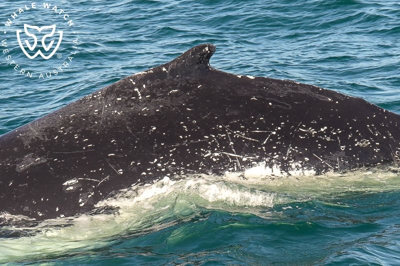 Whale Watch Western Australia