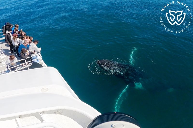 Whale Watch Western Australia