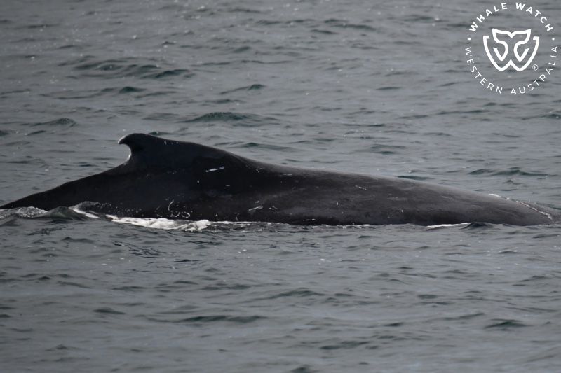 Whale Watch Western Australia