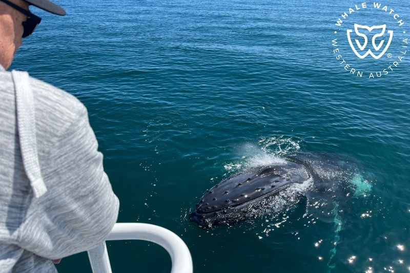 Whale Watch Western Australia