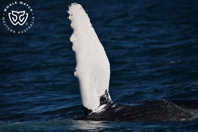 Whale Watch Western Australia