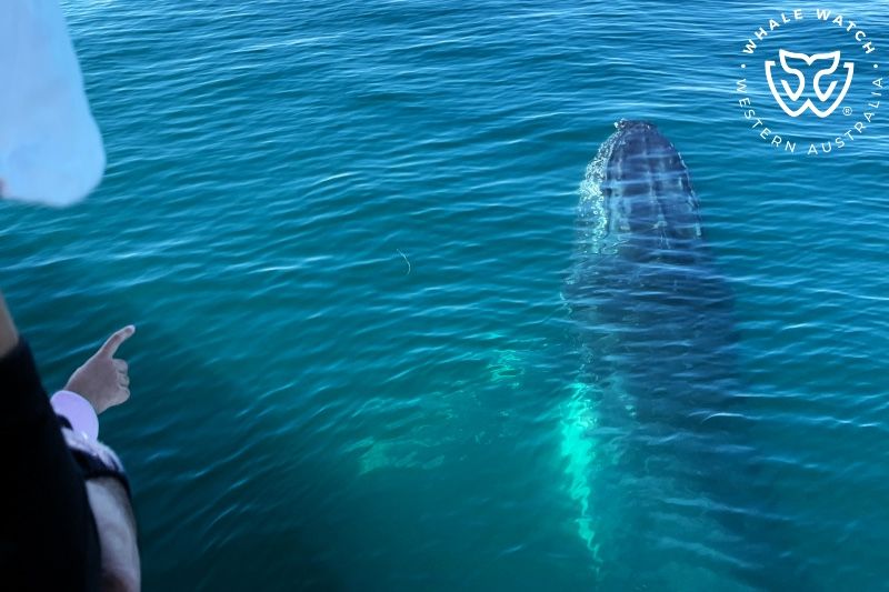 Whale Watch Western Australia