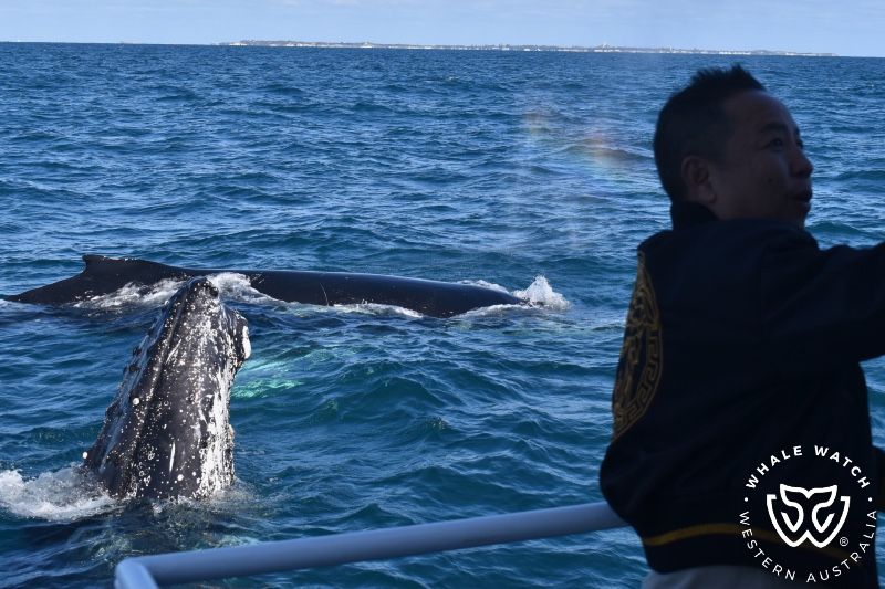 Whale Watch Western Australia