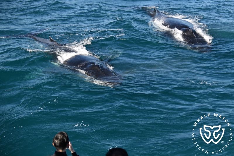 Whale Watch Western Australia