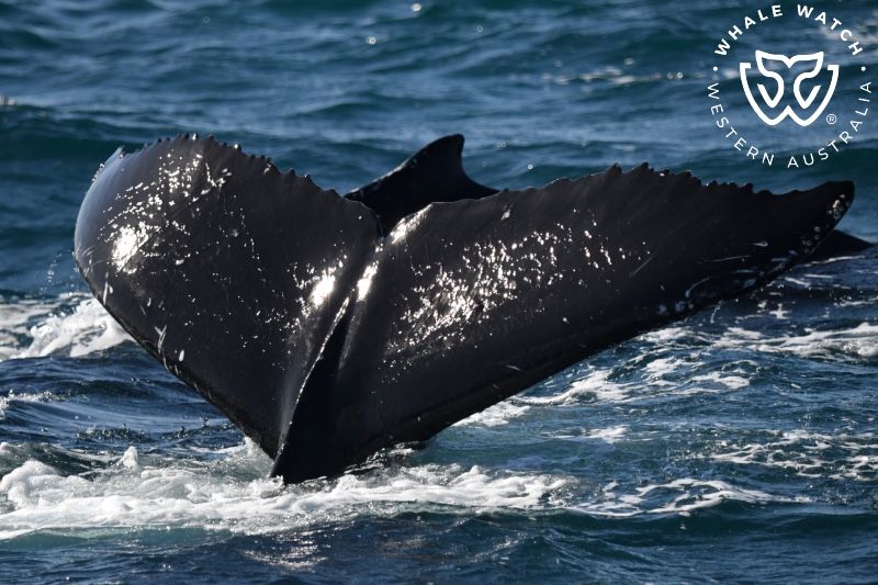 Whale Watch Western Australia