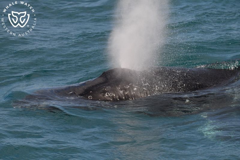 Whale Watch Western Australia