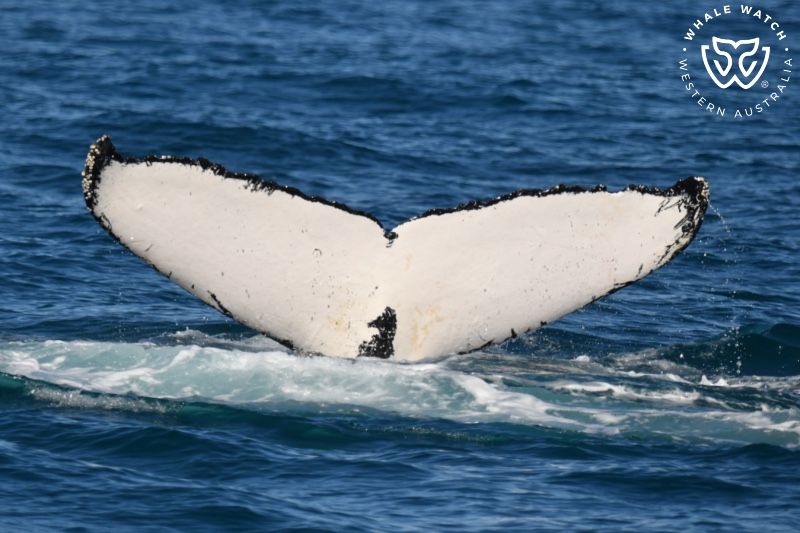 Whale Watch Western Australia