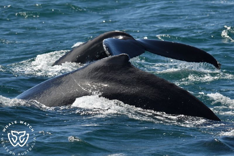 Whale Watch Western Australia