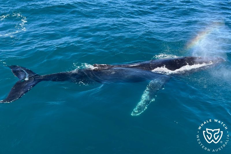Whale Watch Western Australia