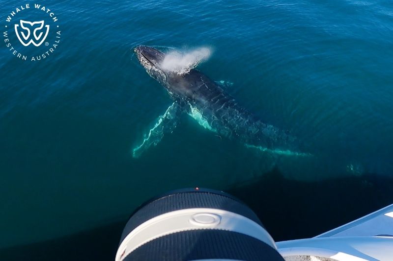 Whale Watch Western Australia