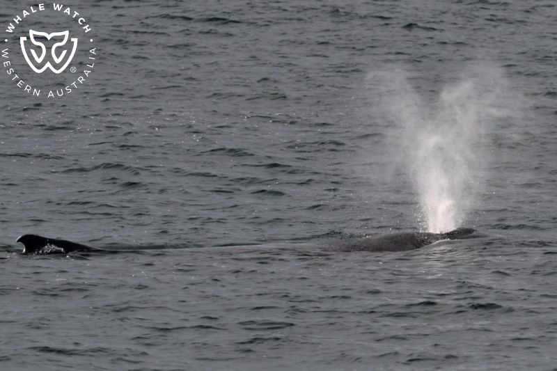 Whale Watch Western Australia