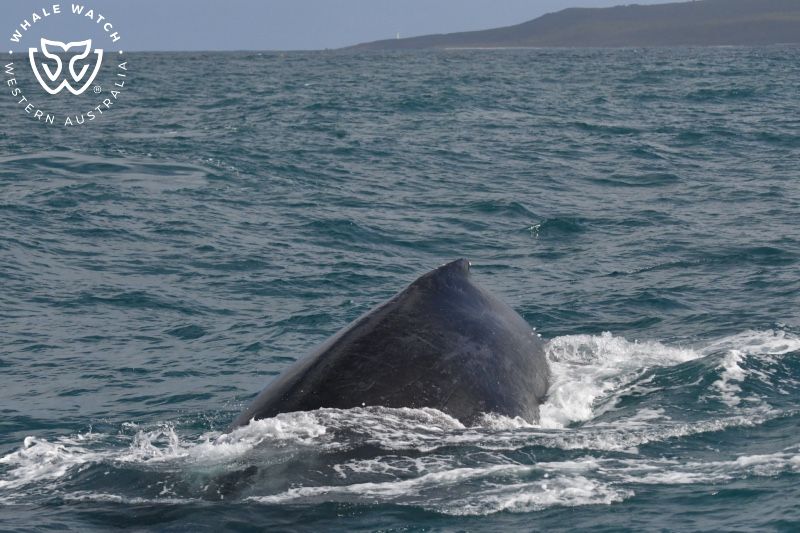 Whale Watch Western Australia