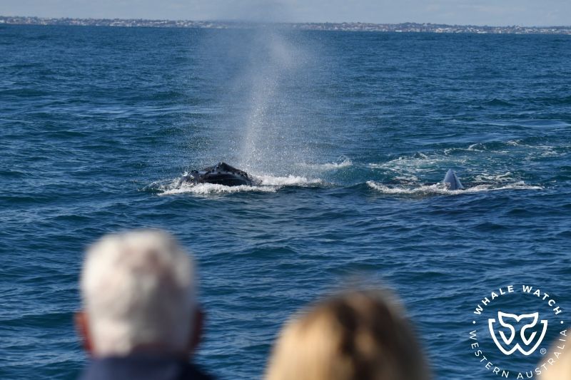 Whale Watch Western Australia