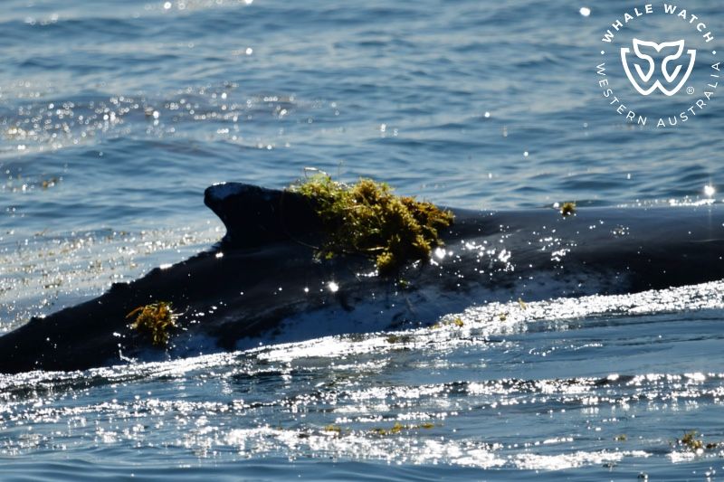 Whale Watch Western Australia