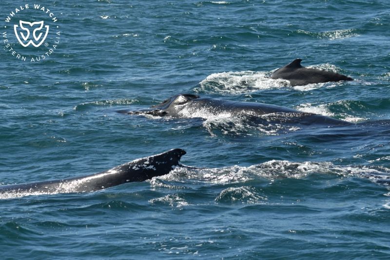 Whale Watch Western Australia