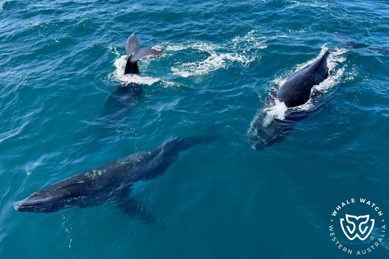Whale Watch Western Australia
