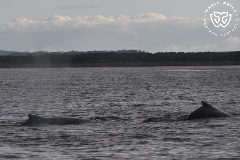 Whale Watch Western Australia