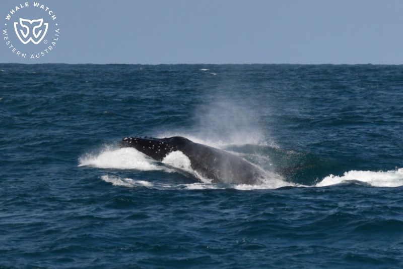 Whale Watch Western Australia
