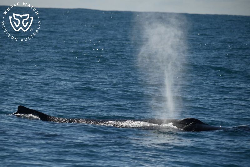 Whale Watch Western Australia