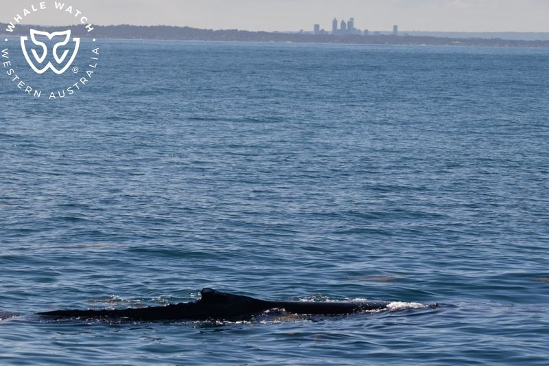 Whale Watch Western Australia
