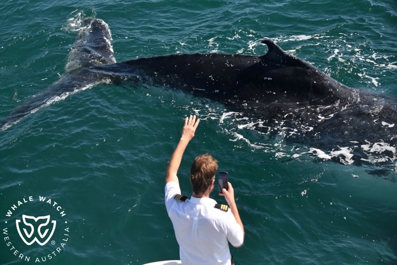 Whale Watch Western Australia