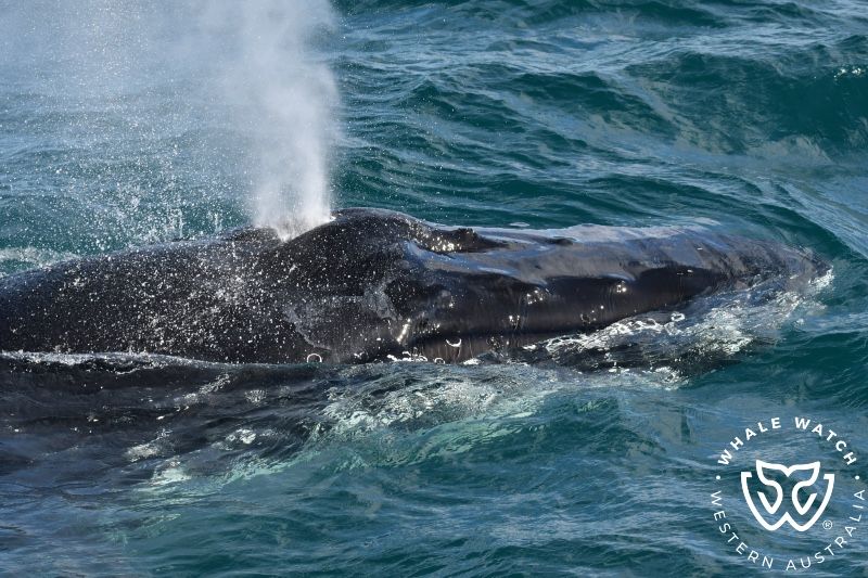 Whale Watch Western Australia