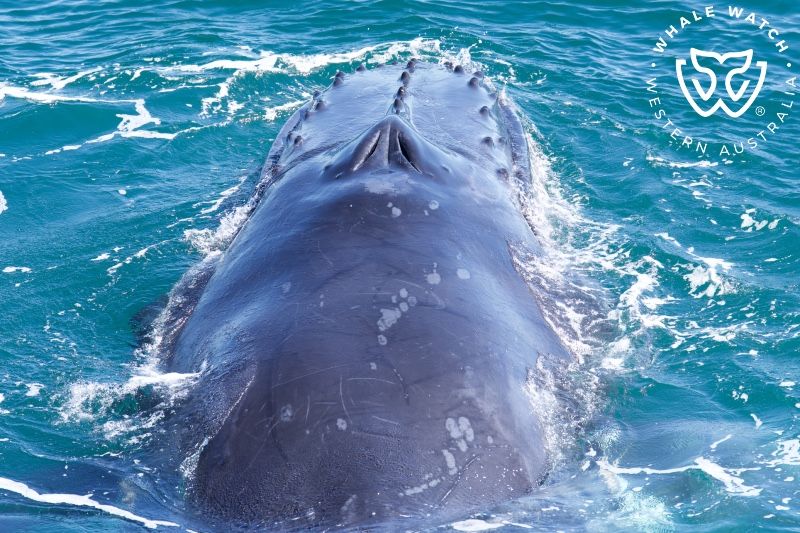 Whale Watch Western Australia