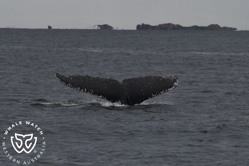 Whale Watch Western Australia
