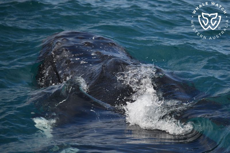 Whale Watch Western Australia