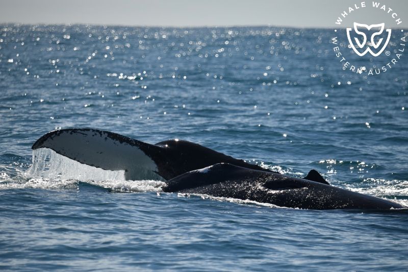 Whale Watch Western Australia