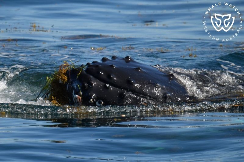 Whale Watch Western Australia