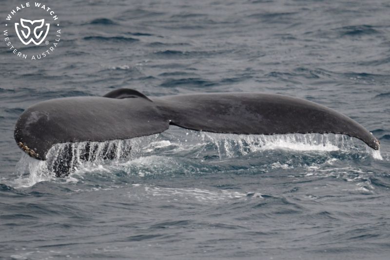 Whale Watch Western Australia