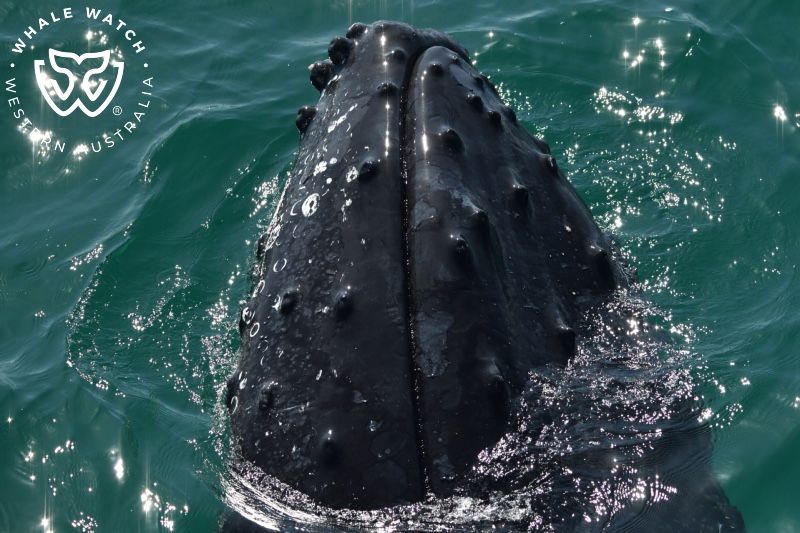 Whale Watch Western Australia