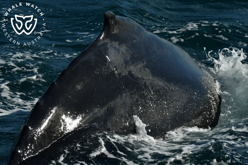 Whale Watch Western Australia