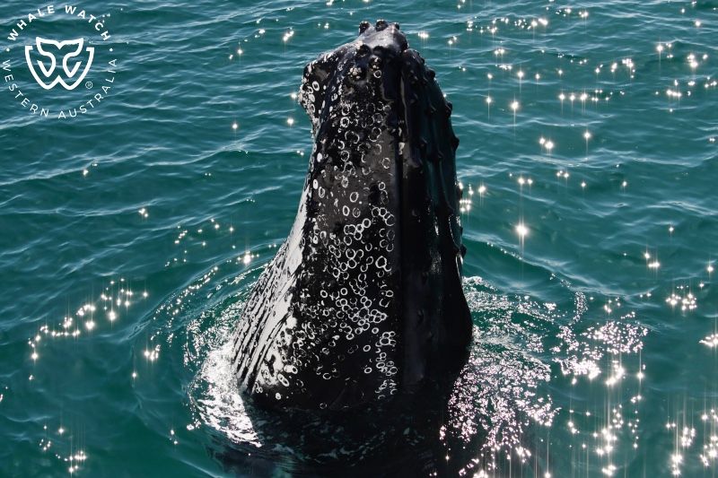 Whale Watch Western Australia