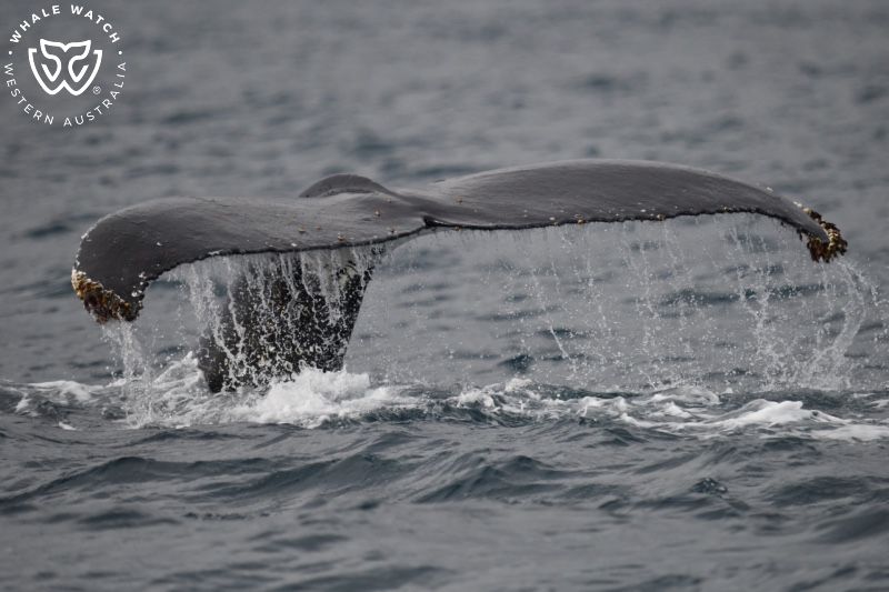 Whale Watch Western Australia