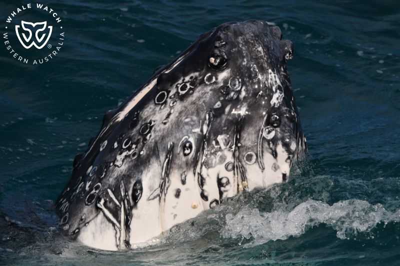 Whale Watch Western Australia