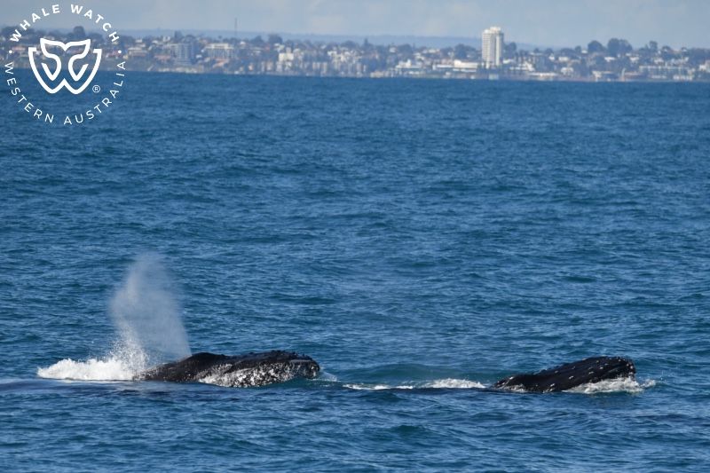 Whale Watch Western Australia