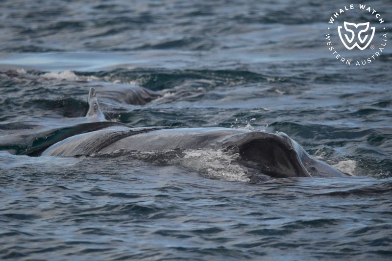 Whale Watch Western Australia