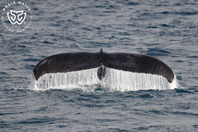 Whale Watch Western Australia